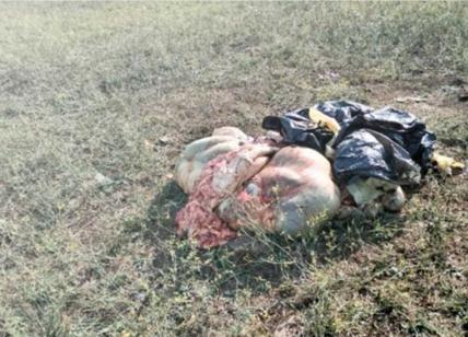 Roma, mucche massacrate a frecciate e macellate all'Istituto Agrario: l'orrore
