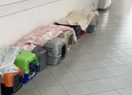 La Muratella prigione per gatti: lasciati per 24 ore chiusi nei trasportini