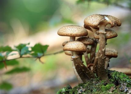 Estrarre l'oro dai funghi è possibile, la scoperta green che viene dall'India