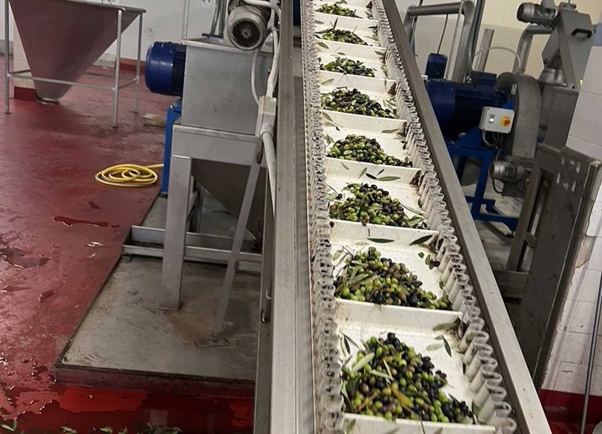 L'impianto di produzione dell'oleificio sociale cooperativo di Canino L'impianto di produzione dell'oleificio sociale cooperativo di Canino