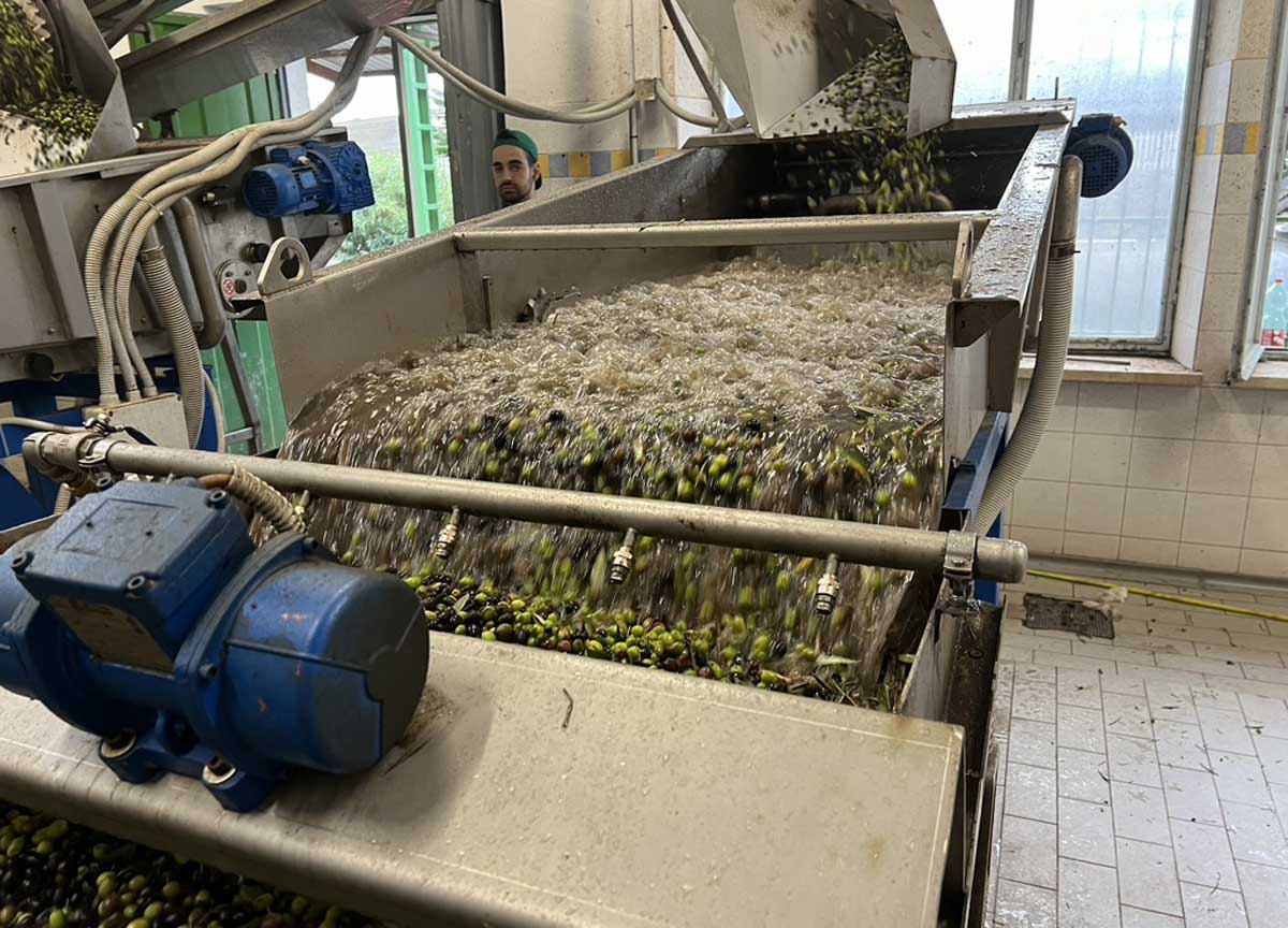 Il lavaggio delle olive Il lavaggio delle olive