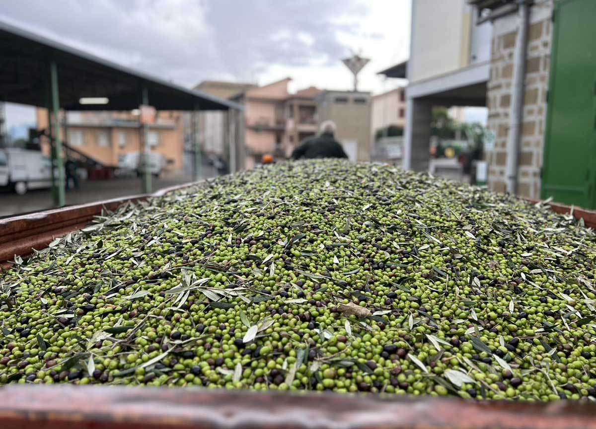 Le olive di Canino Le olive di Canino