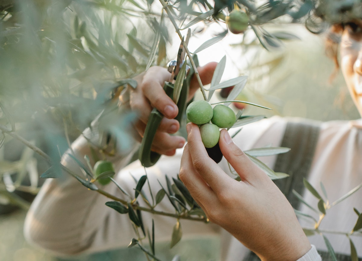 Olio di oliva