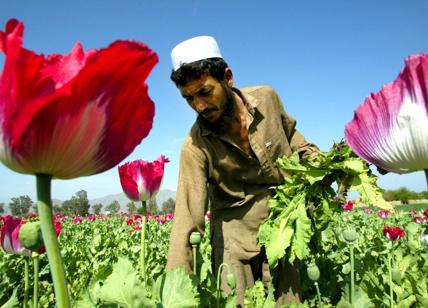 Afghanistan, crolla la coltivazione di oppio dopo il divieto dei talebani