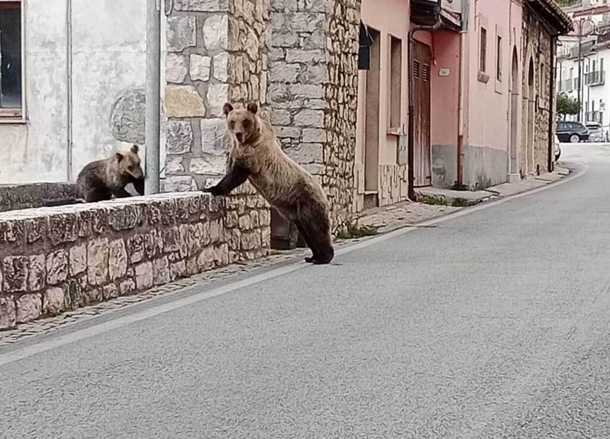 L'orsa Amarena uccisa a fucilate L'orsa Amarena uccisa a fucilate