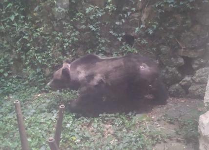 L'orsa Gemma sale ai piani alti: passeggiata e coccole in terrazza a Scanno