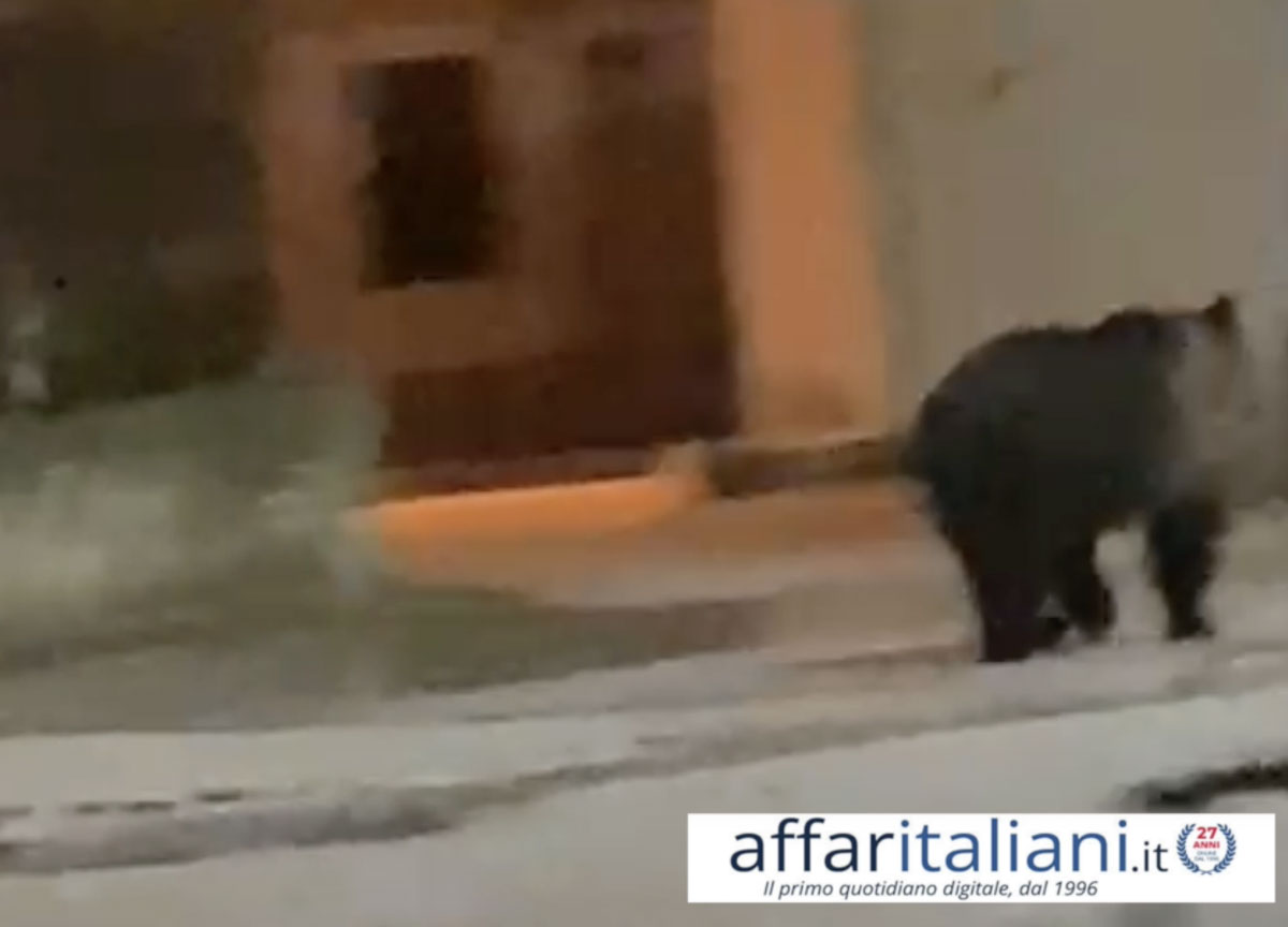 Orso marsicano a Lecce nei Marsi