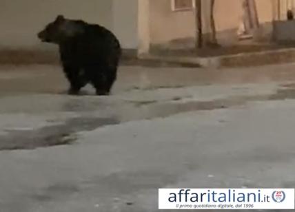 orso marsicano lecce nei marsi 02