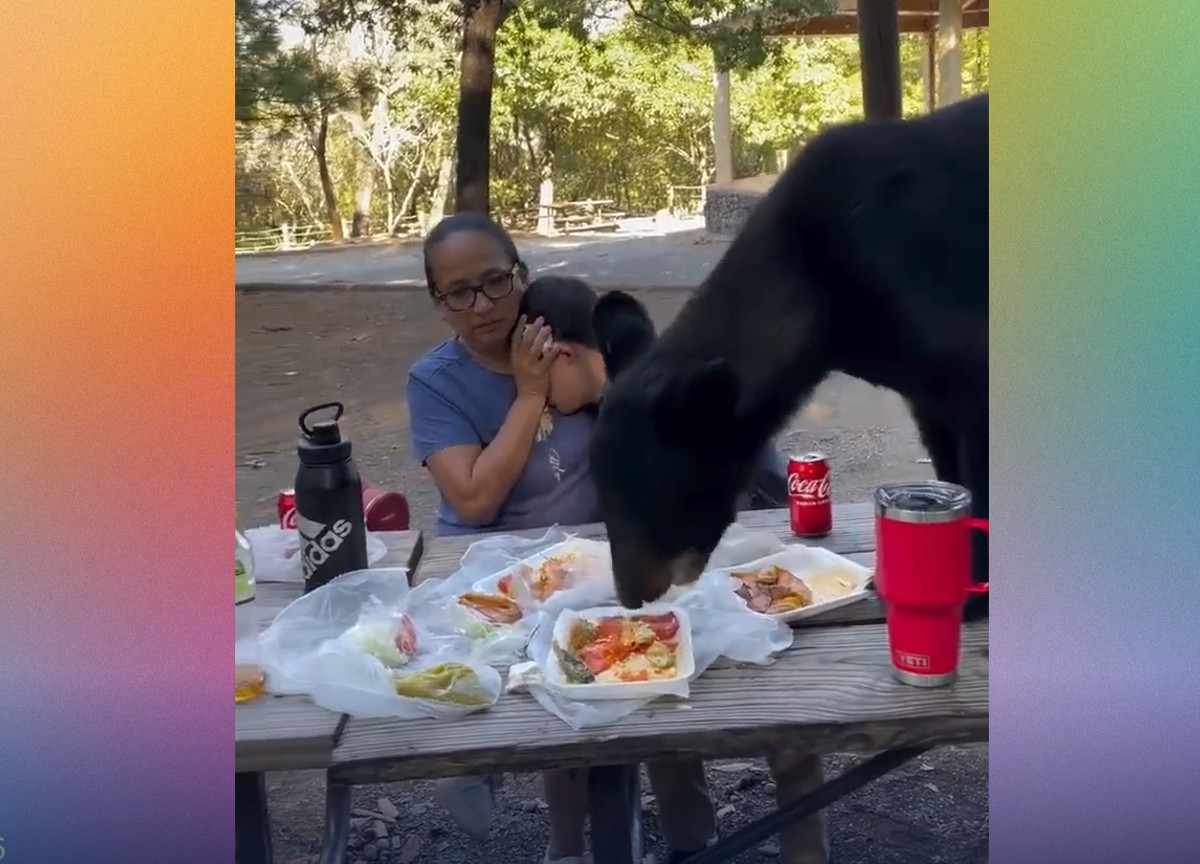 L'orso sale sul tavolo e divora il pranzo della famiglia: mamma e figlio impietriti