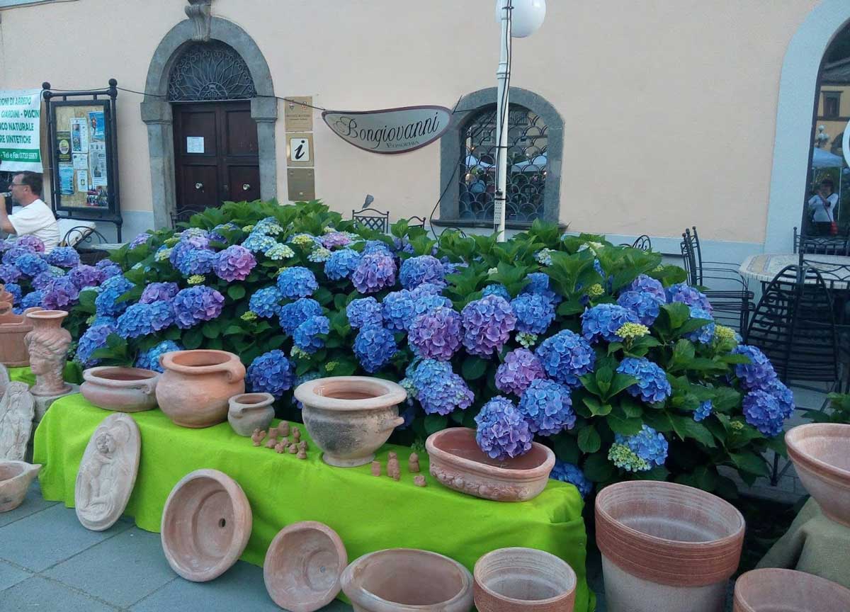 La festa delle Ortensie La festa delle Ortensie