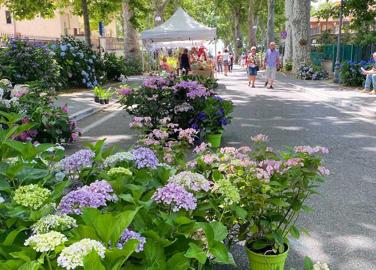 La festa delle Ortensie La festa delle Ortensie