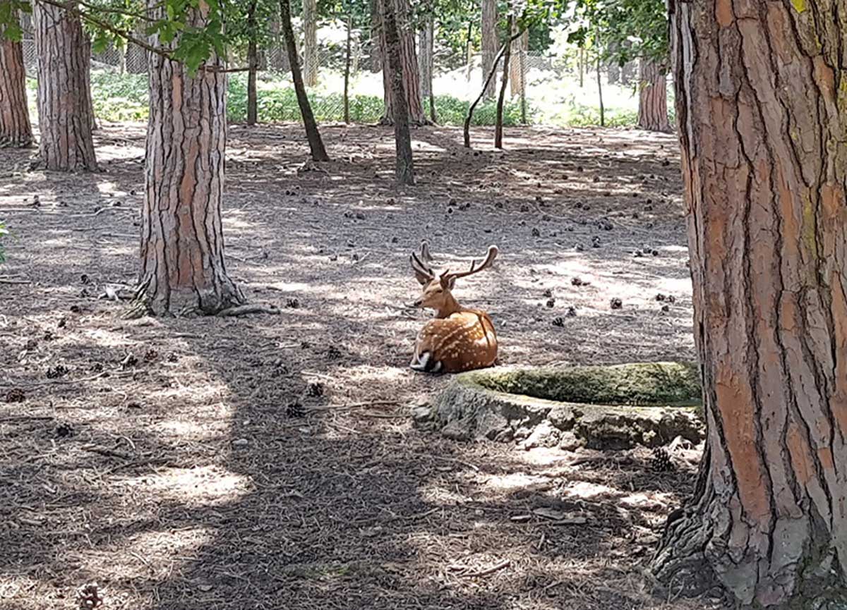 I daini del Parco Nazionale del Circeo I daini del Parco Nazionale del Circeo