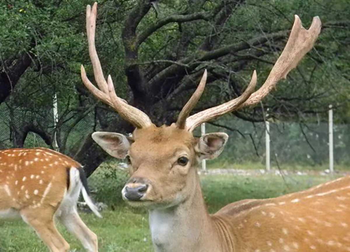 I daini del Parco Nazionale del Circeo I daini del Parco Nazionale del Circeo