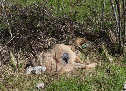 Strage di lupi e grifoni: “Avvelenati”. E' allarme rosso al Parco D'Abruzzo