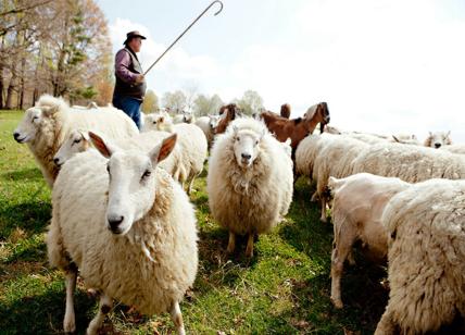 Falsi pastori per ottenere fondi europei: 88 aziende coinvolte
