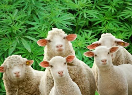 Grecia, gregge di pecore affamate divora oltre 100 kg di cannabis