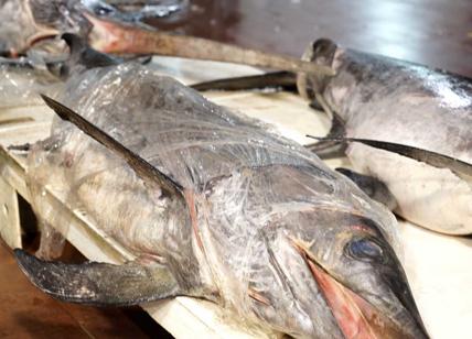 Truffa del pesce fresco: senza controlli rischio batteri e diossine. La guida