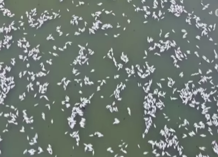 Australia, milioni di pesci morti nel fiume Darling. È un disastro ambientale