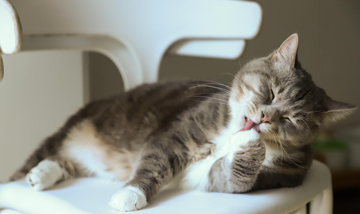 GATTINO GATTINO