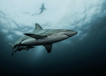 Pinne di squalo, la Commissione Ue pensa a una legge per vietarle