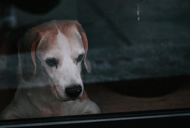 Diventa legge il ddl “Salva animali”: carcere e sanzioni più severe per chi commette crudeltà