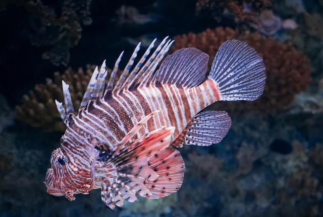 Pesce Leone Pesce Leone