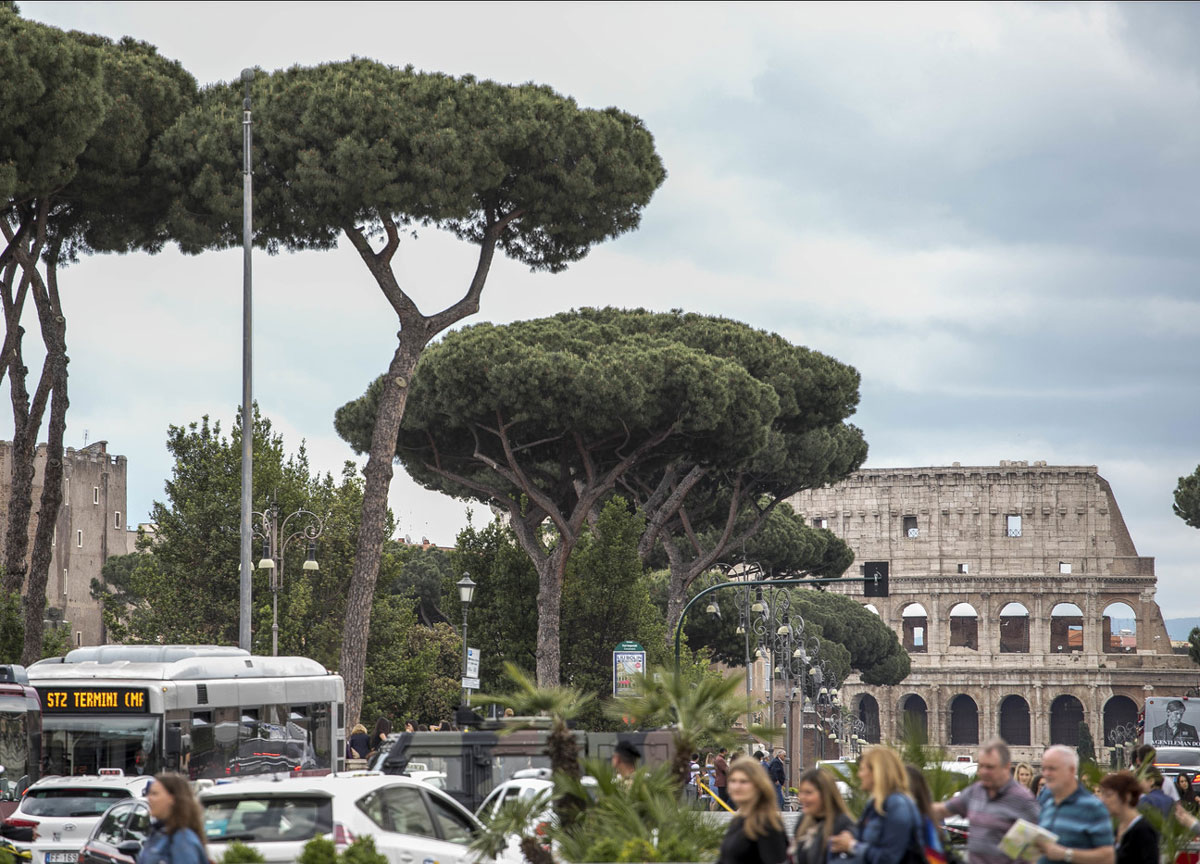 I pini monumentali di Roma I pini monumentali di Roma