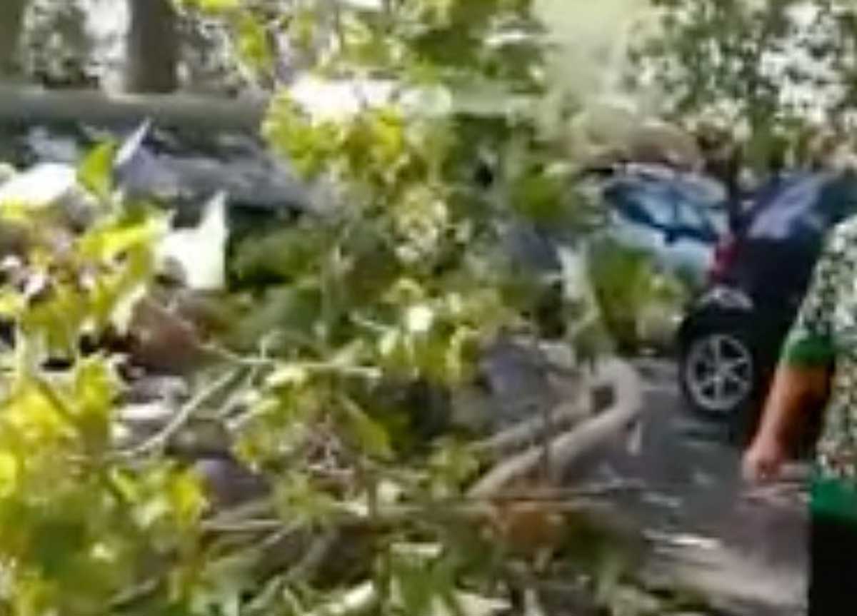 Platano schiantato sul lungotevere Tor di Nona Platano schiantato sul lungotevere Tor di Nona