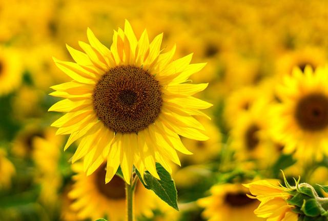 "Girasoli d'autunno": l'arte come recupero sociale "Girasoli d'autunno": l'arte come recupero sociale