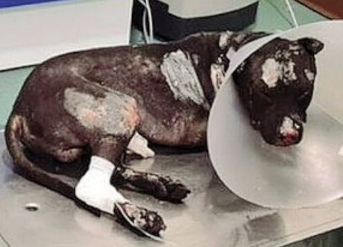 Aron, il cane bruciato vivo dal padrone Aron, il cane bruciato vivo dal padrone