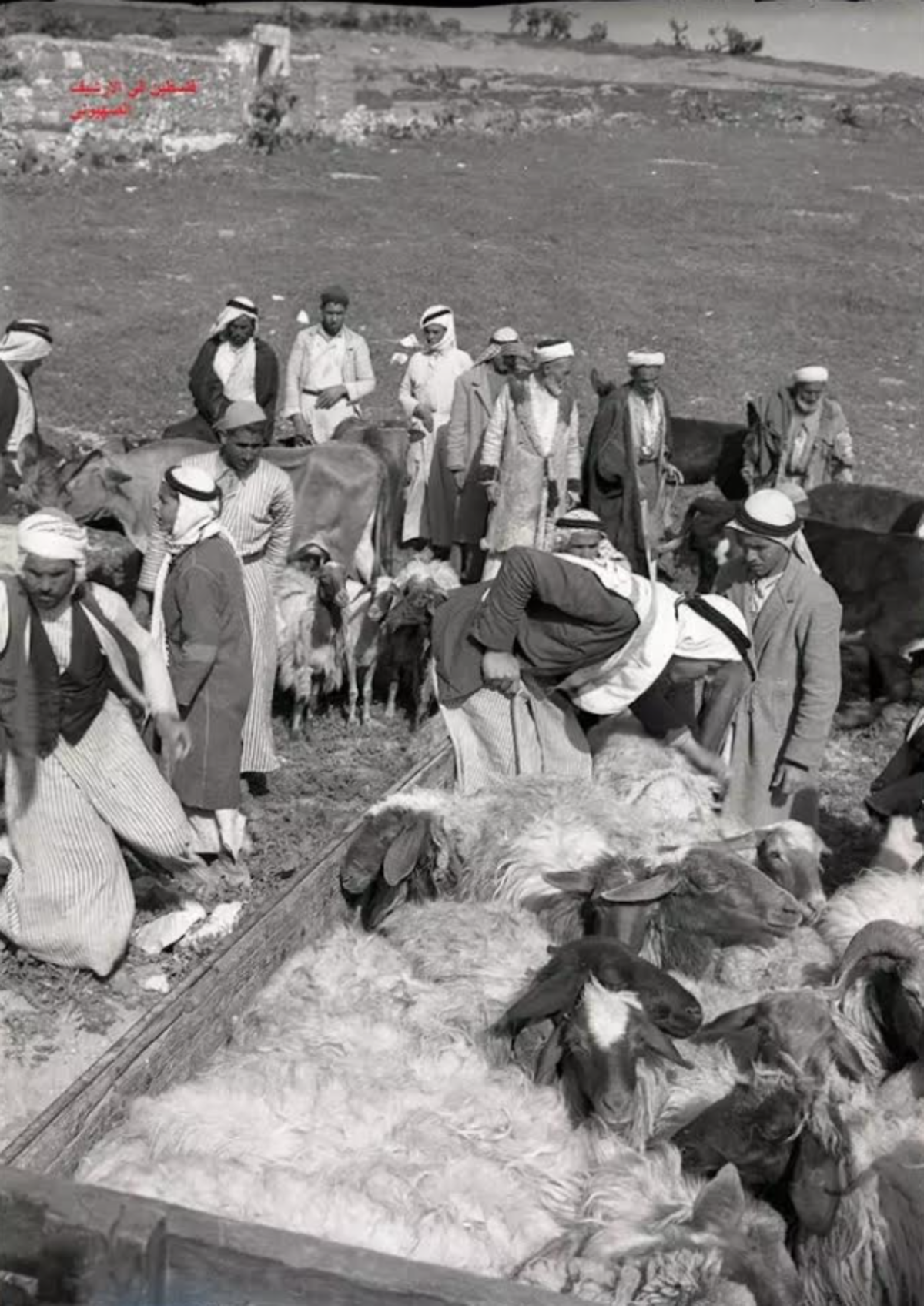 Anniversario della Nakba Anniversario della Nakba
