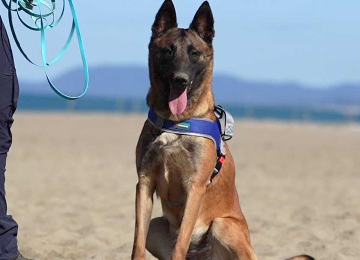 Addestramento cani per scovare le uova di tartaruga caretta caretta Addestramento cani per scovare le uova di tartaruga caretta caretta