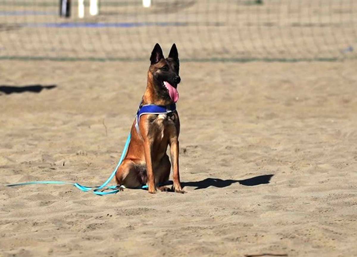 Addestramento cani per scovare le uova di tartaruga caretta caretta Addestramento cani per scovare le uova di tartaruga caretta caretta