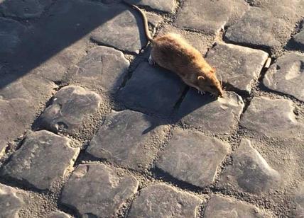 Degrado Capitale: assalto dei topi a piazza di Spagna tra le urla dei turisti