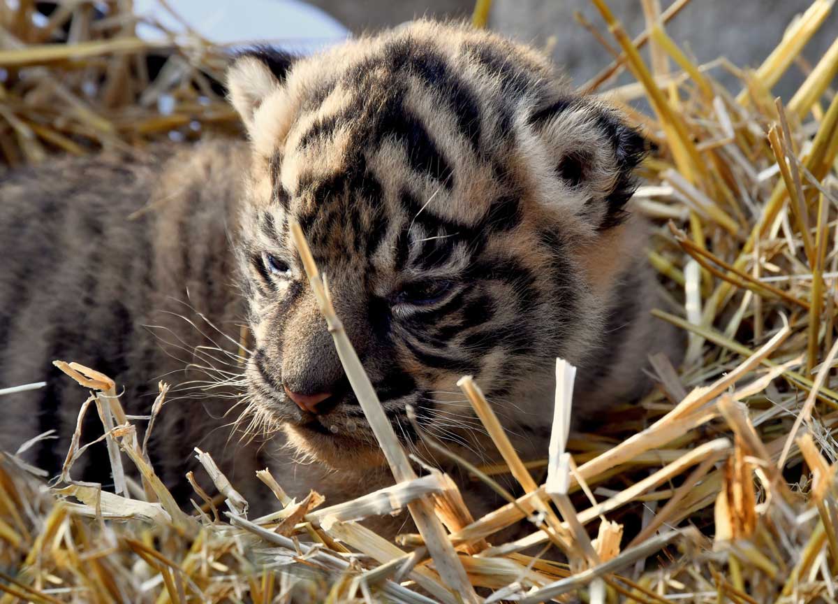 La tigre di Sumatra nata al Bioparco La tigre di Sumatra nata al Bioparco