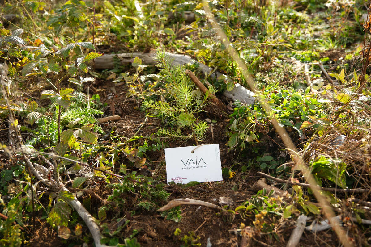 VAIA, inaugurata la seconda edizione de "La Foresta degli Innovatori"