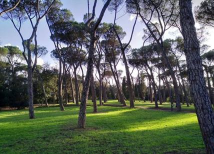 Roma, anche i pini di Villa Glori in pericolo. Italia Nostra: “Salviamoli”