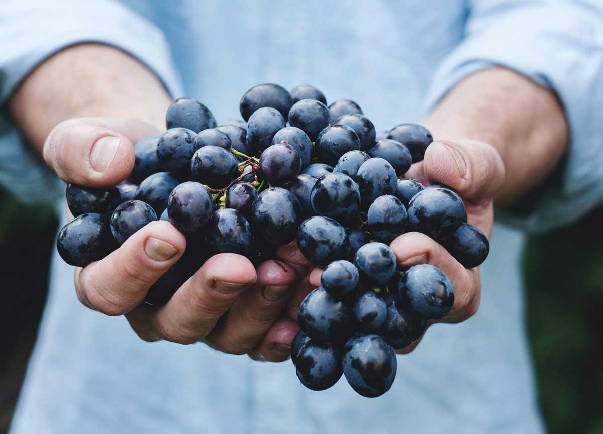 Uva da vino Uva da vino