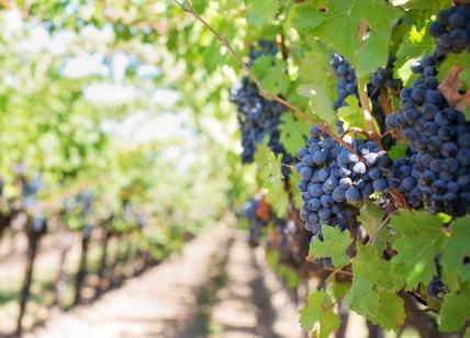 Uva, allarme peronospora: a rischio un terzo della produzione di vino