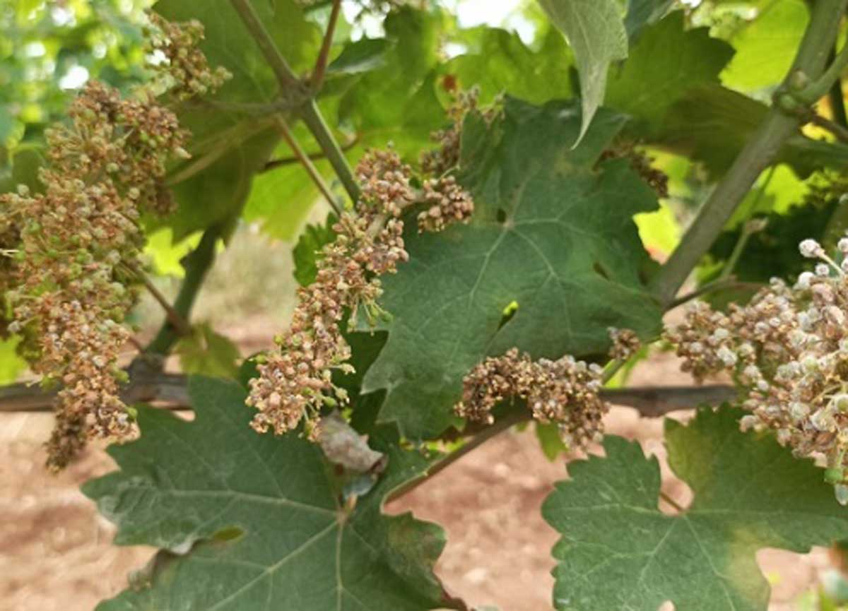 Uva attaccata dalla peronospera Uva attaccata dalla peronospera