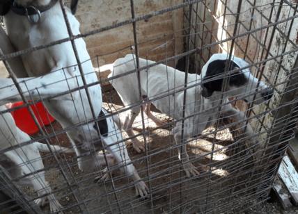 Roma, condannato a 4 mesi di carcere per maltrattamento su cani da caccia