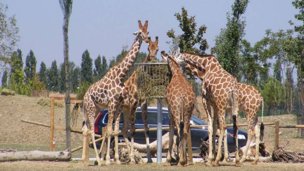 zoo safari giraffe