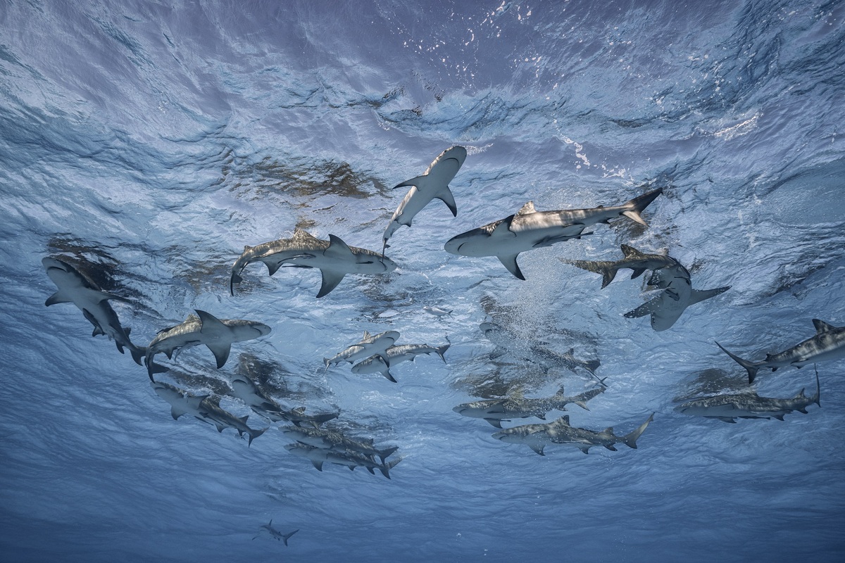 (C)cristinamittermeier_Grand Bahama Bahamas 2019 (1)