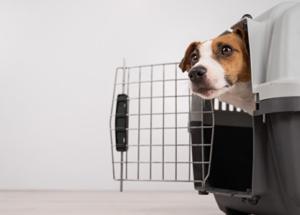 Volare con il proprio cane o gatto? Ora sarà più facile