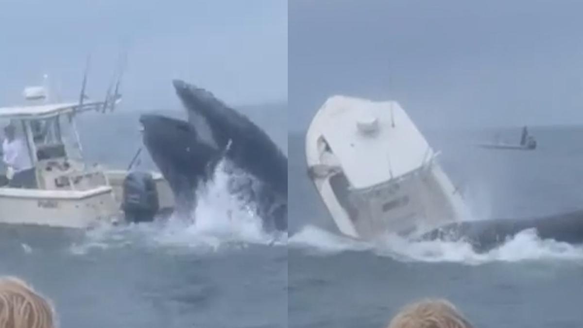 Paura in mare: una balena si schianta contro una barca e ribalta i pescatori in acqua