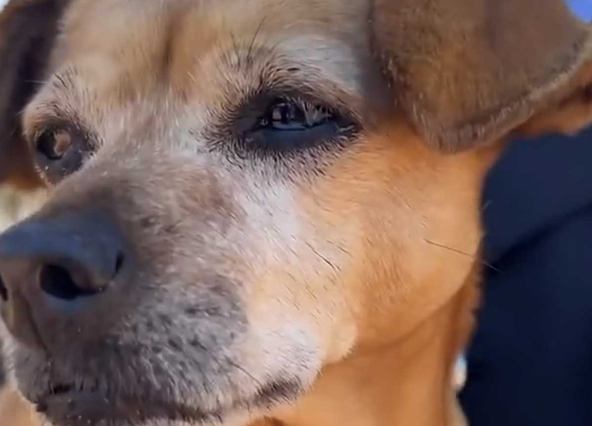 Briciola, la mascotte dei Carabinieri Briciola, la mascotte dei Carabinieri