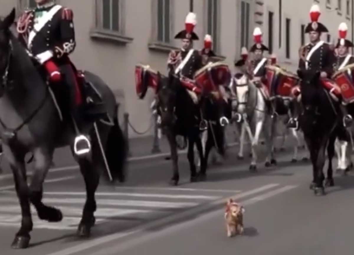 Briciola, la mascotte dei Carabinieri Briciola, la mascotte dei Carabinieri