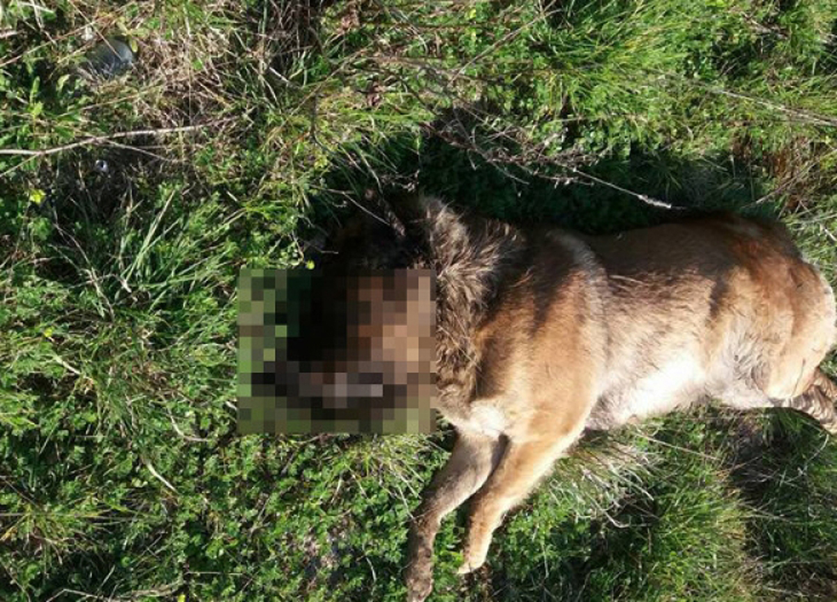 Il cane seviziato e ucciso