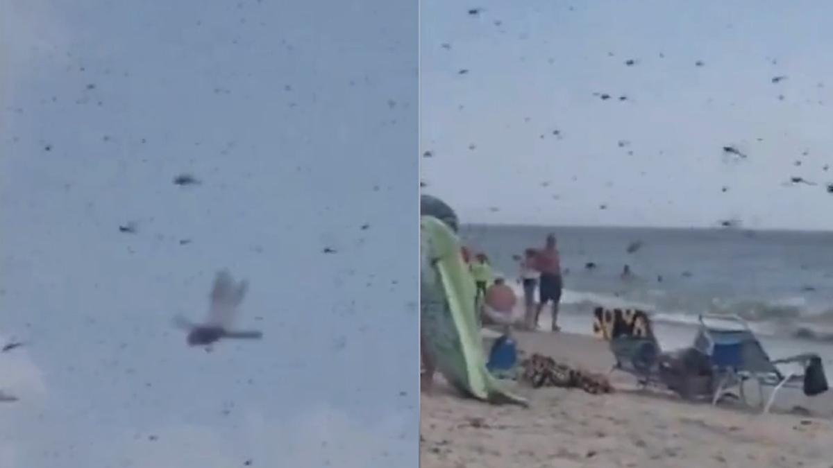 Terrificante sciame di libellule invade la spiaggia e mette in fuga i bagnanti a Rhode Island
