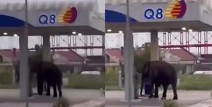 elefante